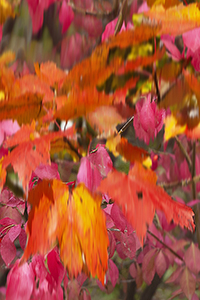 The Four Seasons
